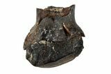 Fossil Nodosaur Tooth - Judith River Formation #260320-1